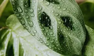 10 plantas de sombra