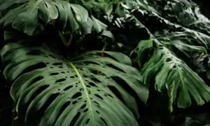 Um guia completo de como cuidar da planta Costela de Adão