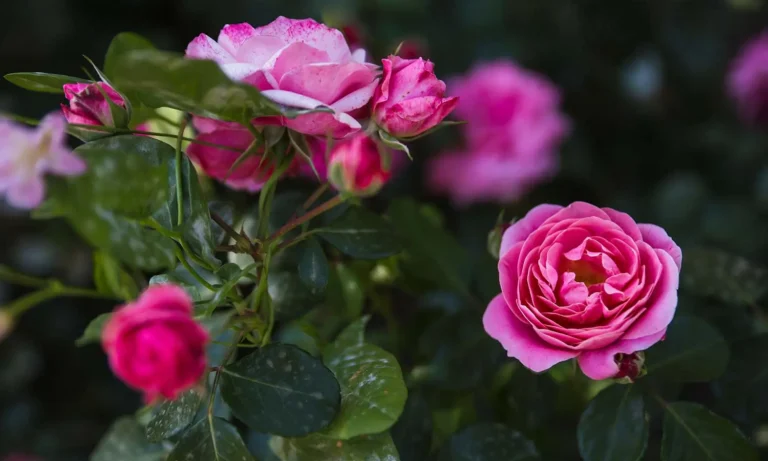 15 plantas perfumadas para jardim