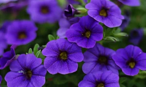 20 flores bicolores para seu jardim