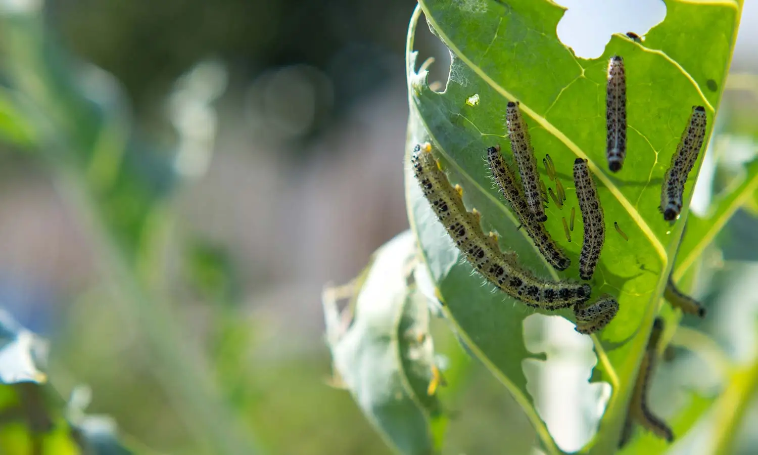 Como prevenir e evitar pragas nas plantas