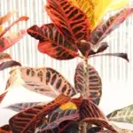 Croton: uma análise profunda de uma planta fascinante