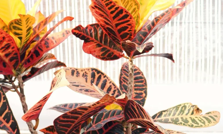 Croton: uma análise profunda de uma planta fascinante