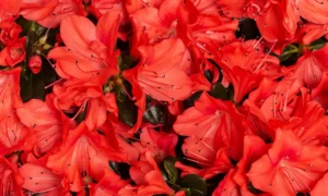 Flores vermelhas: Uma explosão de paixão e vida para casa e jardim