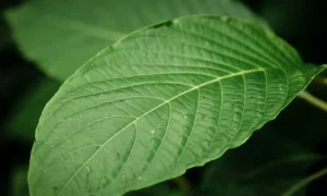 Folhas e suas funções: uma profunda exploração botânica