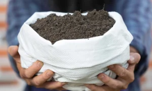 Melhor adubo para plantas em vasos