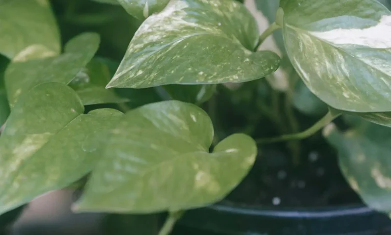 Plantas que não precisam de sol