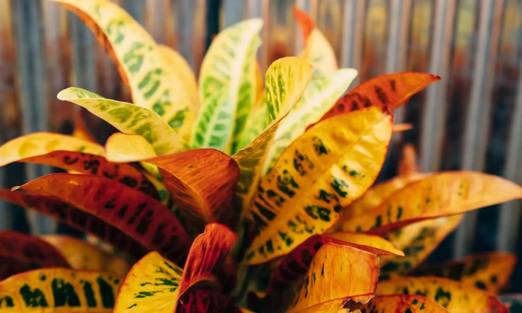 Plantas tricolores para decorar sua casa e jardim