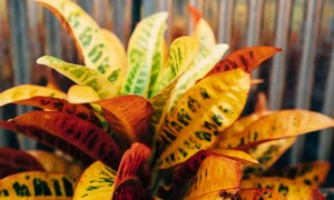 Plantas tricolores para decorar sua casa e jardim