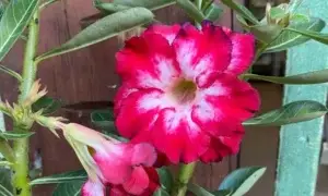 Recuperando a Rosa do Deserto