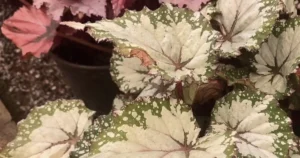 12 plantas com folhagens prateadas