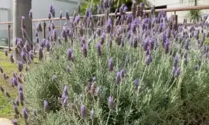 12 plantas que espantam mosquitos