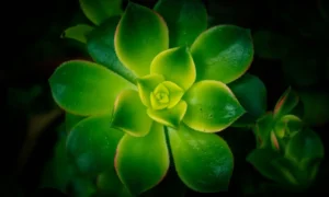 15 espécies para sol e calor