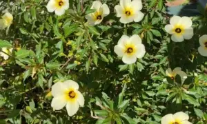 Benefícios da planta Chanana: um remédio natural e versátil