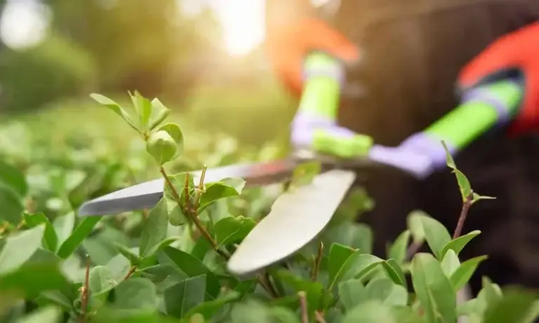 Benefícios da jardinagem: saúde e bem-estar