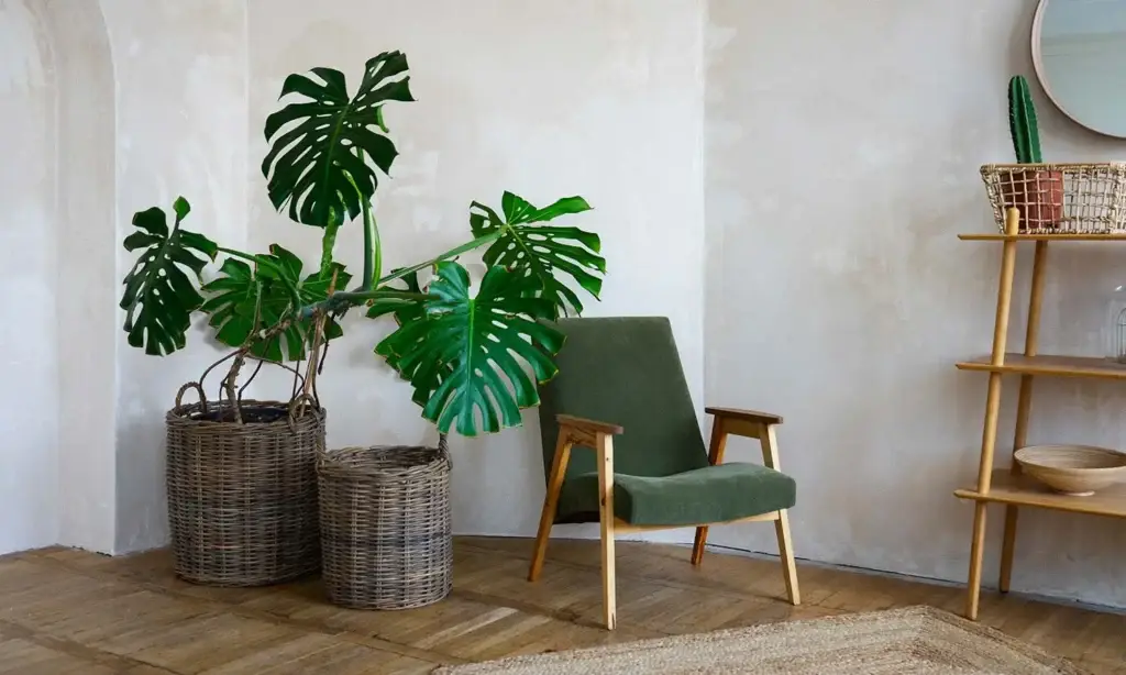 Plantas para sala de estar