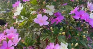 5 arbustos mais floridos para embelezar seu jardim no outono