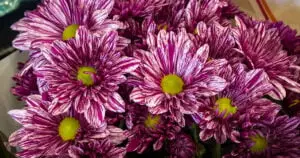 12 Flores do Inverno: Beleza e cor na estação mais fria