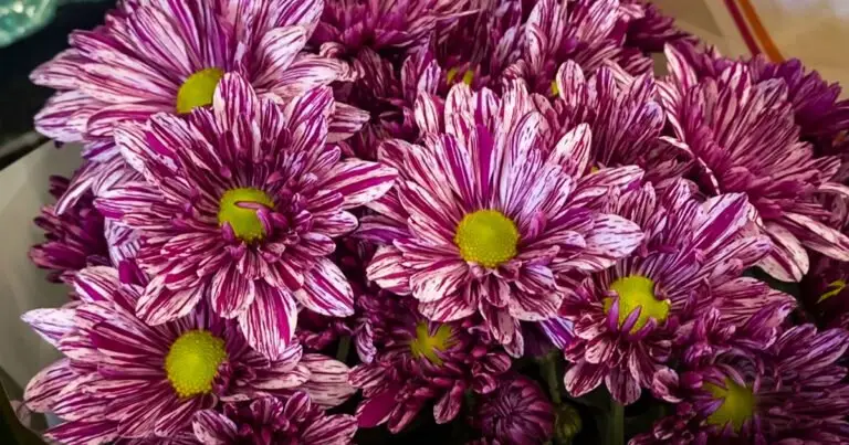 12 Flores do Inverno: Beleza e cor na estação mais fria