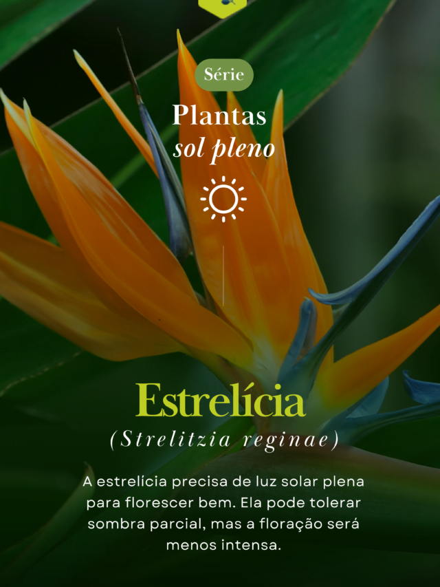10 Plantas de sol pleno