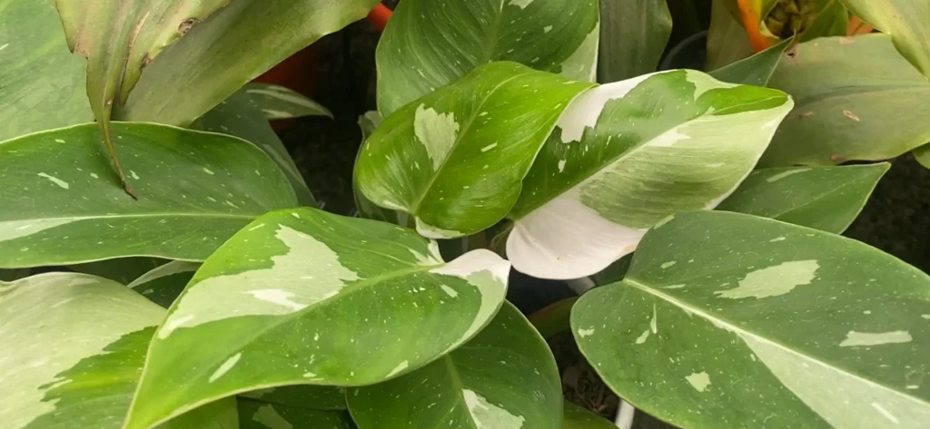 Plantas Variegatas Surpreendentes: 7 Dicas para seu Jardim